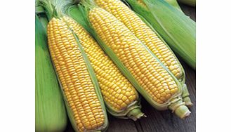 Sweet Corn Plants - F1 Swift