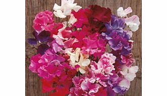 Sweet Pea Seeds - Horizon Mixed