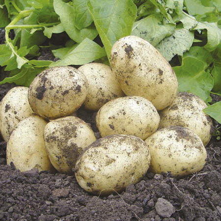 Potatoes - 3kg (First Early) 3 kg