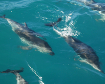 Swim with Wild Dolphins - Rockingham Bay - Child