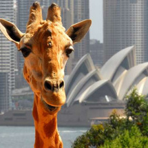 Sydney Opera House and Taronga Zoo - Adult