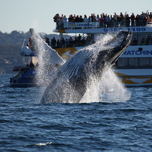 Sydney Whale Watching Cruise - Adult