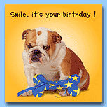 The Pet Set Birthday Bulldog