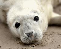 The Scottish SEA LIFE Sanctuary - Special Offer