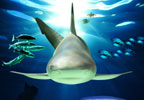 Theme Parks Blackpool SEA LIFE Centre Tickets (Entry after