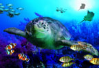 Theme Parks Great Yarmouth SEA LIFE Centre Tickets