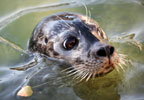 Theme Parks The National Seal Sanctuary - Gweek Tickets