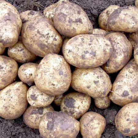 Potatoes - 2kg 2kg