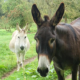 Adopt A Donkey (Sammy)