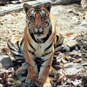 treatme.net Indian Tiger Tracking