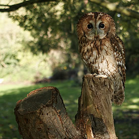 treatme.net Owl Encounter (Essex)