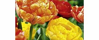 Tulip Bulbs - Sunset Twin Pack