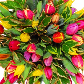 Tulip Sensation   Free Vase! - flowers