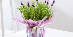 UK Grown Lavender