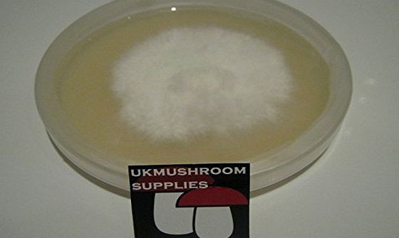 ukmushroomsupplies 50g Mushroom nutrient agar - Potato Dextose Agar (PDA)