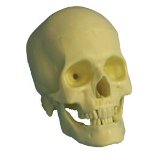 UKPS Realistic Skull