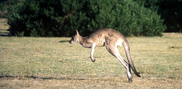 Unbranded 1 Day / 1 Night Kangaroo Island Wildlife