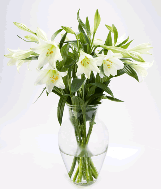 Unbranded 10 Longiflorum Lilies