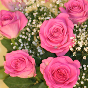 This beautiful bouquet comprises a dozen bright pink roses interspersed with deep red anigozanthus. 