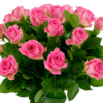 Unbranded 20 Pink Roses - flowers