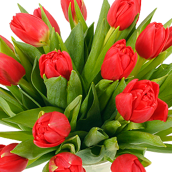Unbranded 20 Red Tulips - flowers