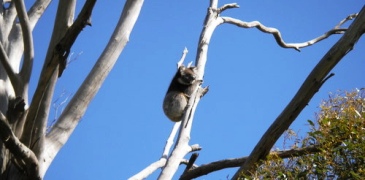 kangaroo island kangaroos natural wonder wonders nature ferry koala koalas echnidnas echnidna seal b