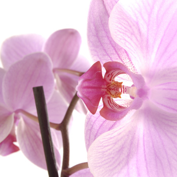 Unbranded 3 for 2 Pink Orchids - flowers