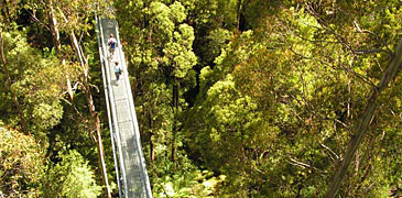 Unbranded 4 Day Albany Tree Top Walk   Margaret River