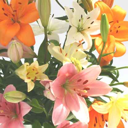 Unbranded 6 Mixed Asiatic Lilies