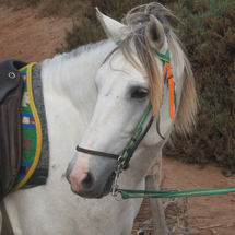 Sweeping panoramas, vast plains and a magnificent Barb Horse await you at the Khik Plateau; saddle u