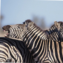 A 'must-do' experience on any trip to South Africa, a safari offers the chance to view some 