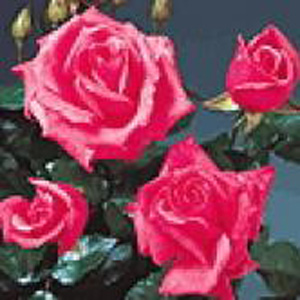 Unbranded Abbeyfield Hybrid Tea Rose (pre-order now)