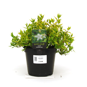 Unbranded Abelia Kaleidoscope