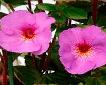 Unbranded Achimenes Plant - Just Divine