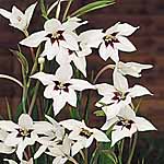 Unbranded Acidanthera Murielae