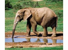 Unbranded Addo Elephant National Park Tour - Single Adult