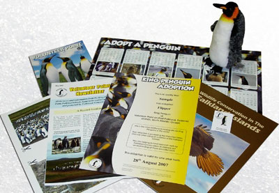 Volunteer Point is currently home to approximately 1,200 adult King penguins and 345 chicks and is o