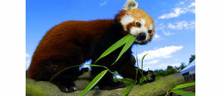 Unbranded Adopt a Red Panda including Tickets to Paradise