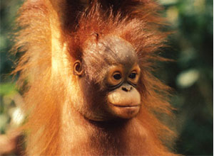 Help protect these fascinating and beautiful creatures in years to come with a WWF adoption.