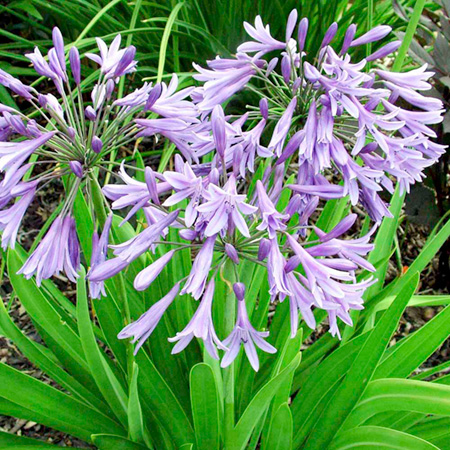 Unbranded Agapanthus Radiant Star Plants Pack of 3 Bare