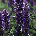 Unbranded Agastache Liquorice Blue Seeds 417913.htm