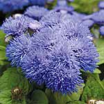 Unbranded Ageratum Blue Mist F1 Miniplants 456971.htm