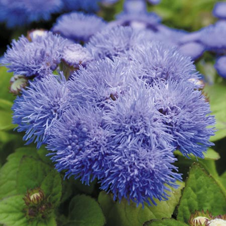 Unbranded Ageratum Blue Mist F1 Plants 3 x 45 Packs of