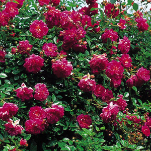 Unbranded Alexandre Girault - Climbing Rose
