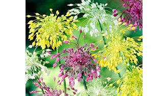 Unbranded Allium Bulbs - Fireworks Mix