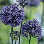 An unusual variety  with globe-shaped heads of tightly clustered clear-blue florets. Good companion 