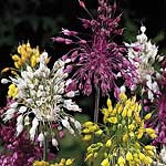 Host an unforgettable display in your garden this summer with this mix of three unusual alliums  who