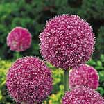 Allium Giganteum