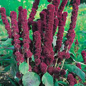 Unbranded Amaranthus Fat Spike Seeds