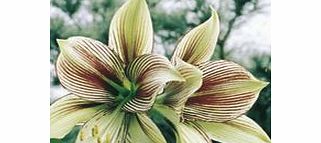 Delicate light green petals brushed with mauve. Bulb size 20cm+. (Bulb sizes quoted in centimetres refer to the circumference of bulbs. All bulbs are sourced from cultivated stocks.) Hippeastrum - Butterfly Group variety.